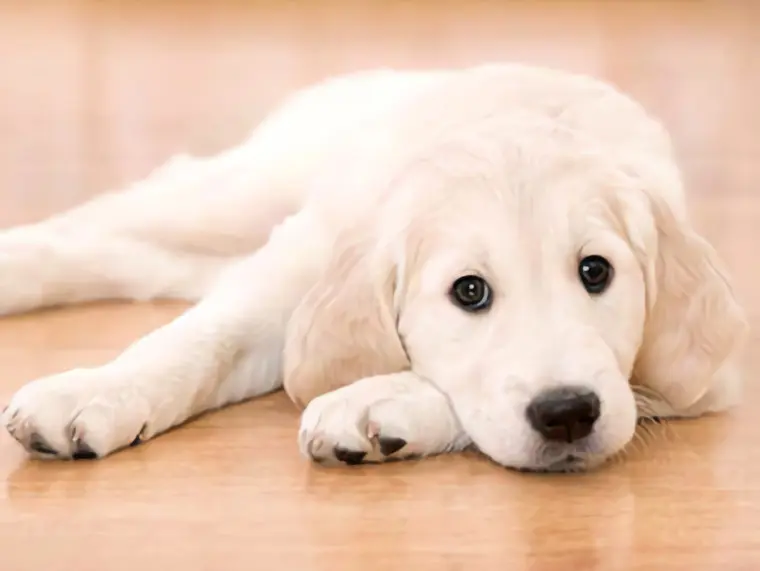 Dog with white fur