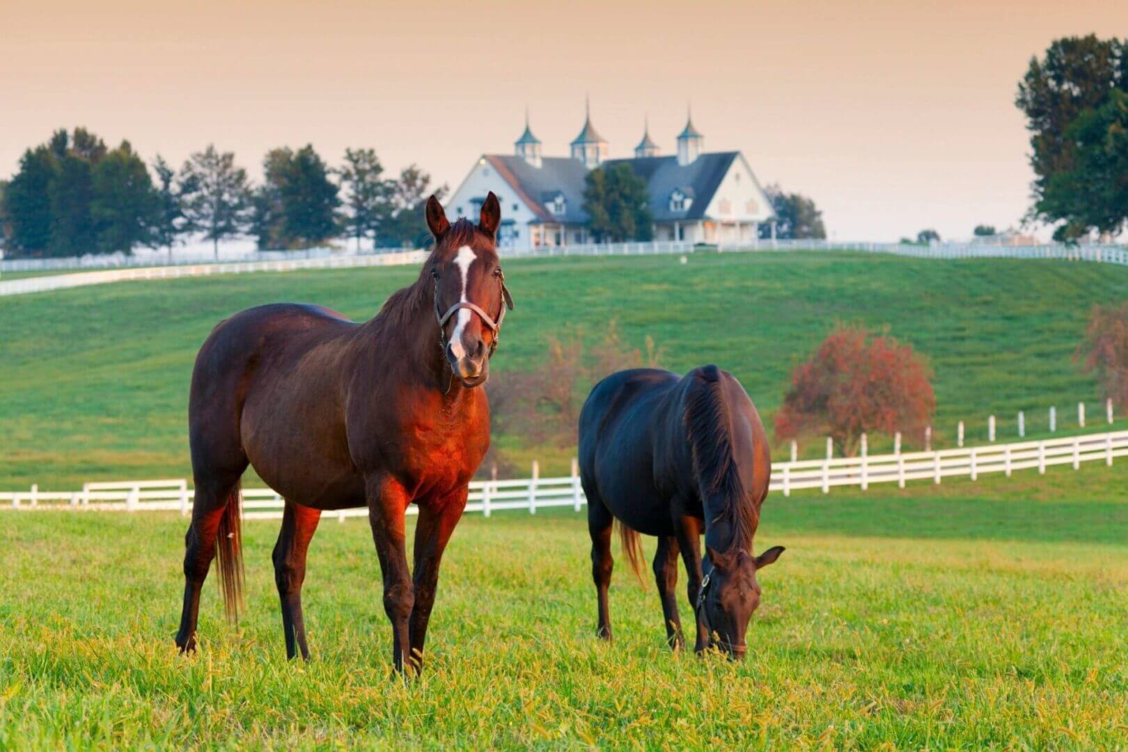 Two horses grazing in a lush green field with a farmhouse in the background.