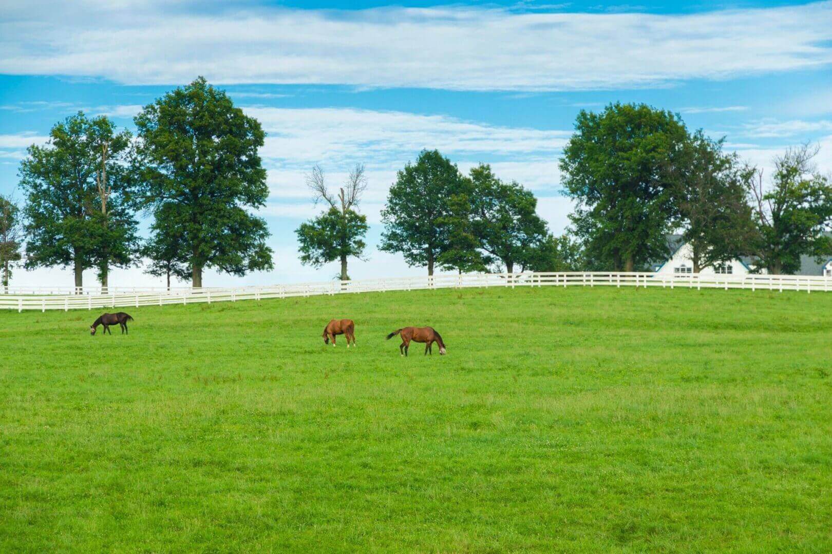 Two horses grazing in a green field with trees under a blue sky.