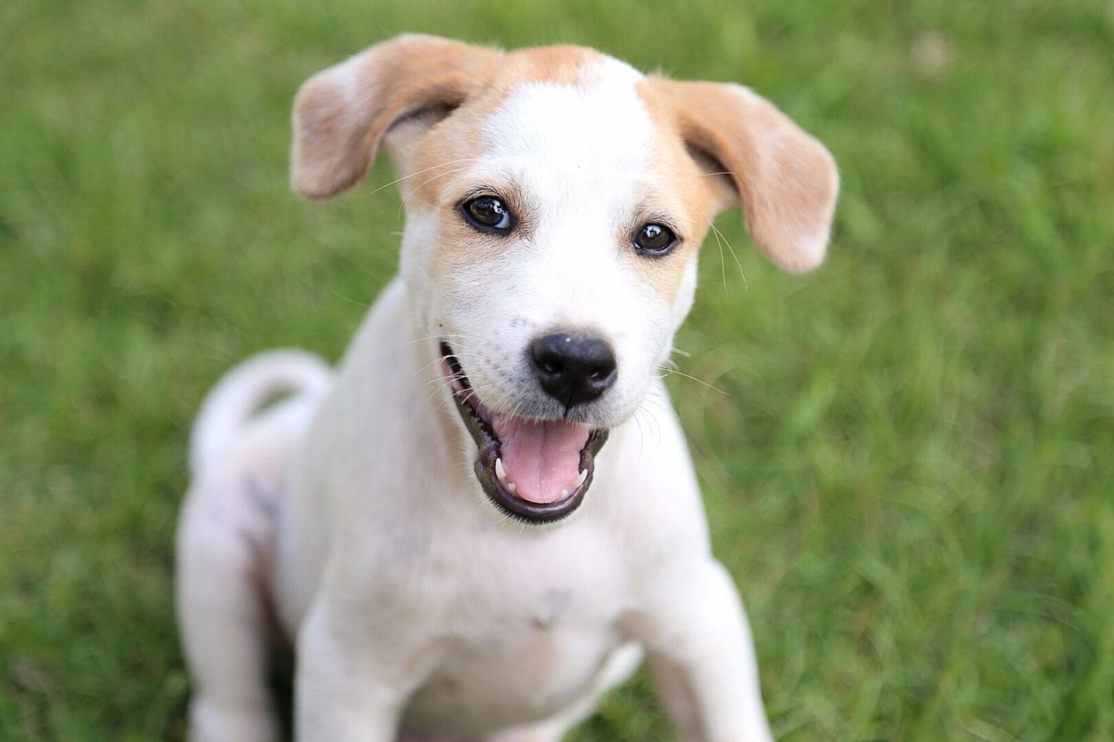 Happy white puppy with floppy ears outdoors.